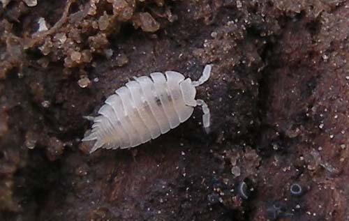 Ant woodlouse; these are very small and live in ant's nests in Reepham churchyard