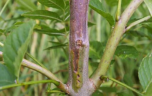 Chalara dieback of ash (Hymenoscyphus fraxineus). Photo: Forestry Commission