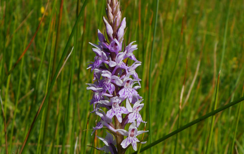 Various species of wildflowers and orchids should be flowering on Whitwell Common in time for the open day on Saturday 2 July.