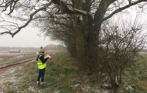 An ecologist undertaking a non-intrusive survey of habitats and species within the environmental survey area. Photo: Royal HaskoningDHV