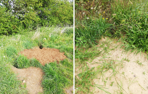 Left: Badger setts in April before the field was sprayed with herbicide. Right: Setts are now overgrown and no footprints can be seen. Photos: submitted.