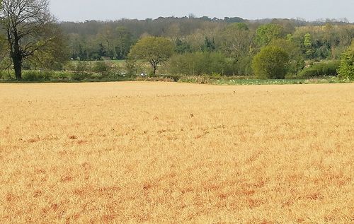The grass on the field turned from green to brown over a couple of days.