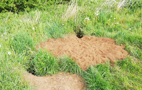 The badger sett in April before the field was sprayed with herbicide. Photo: submitted
