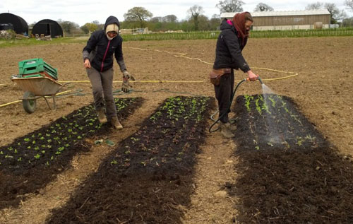 Help from Norwich Farm Share