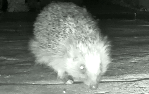 Nose to the ground: this hard-working hedgehog doesn't need charity. Photo: submitted