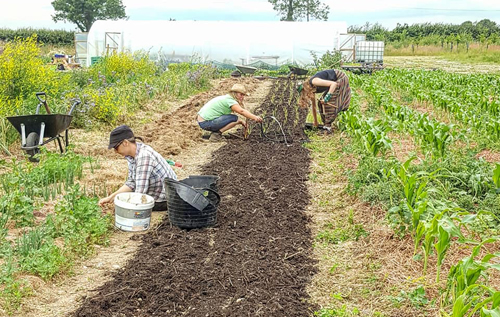 Leek planting, July