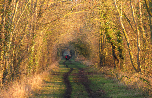 Marriott's Way, Reepham. Photo: World Tree