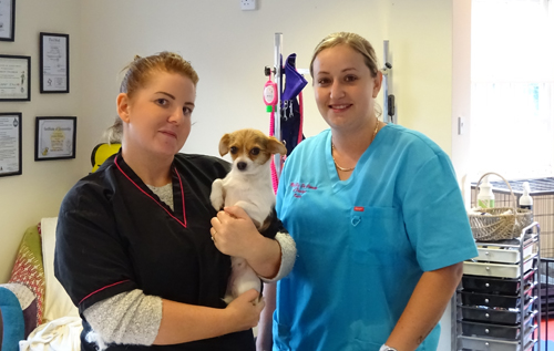 From left: Lindsay Fitzhugh with Elsa the dog and Kaylee Wooton at newly-opened MutzKutz Professional Dog Groomers in Reepham